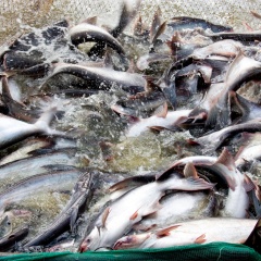 Kích thích miễn dịch cá tra bằng Chitosan